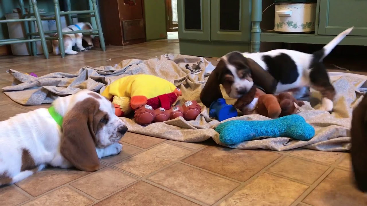 Basset Hound Puppies playing
