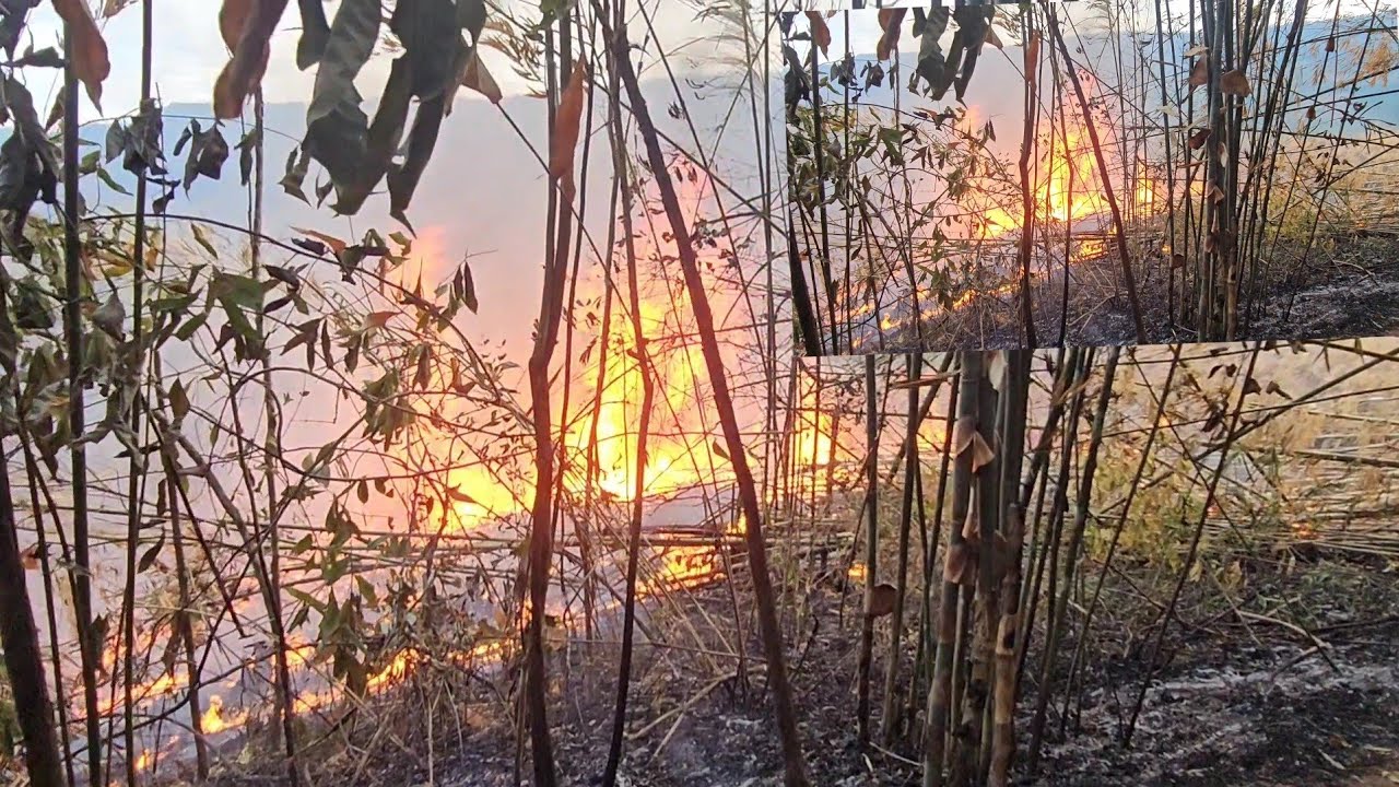Hlawv tij hlis cov teb kub zoo heev 4.2.2026
