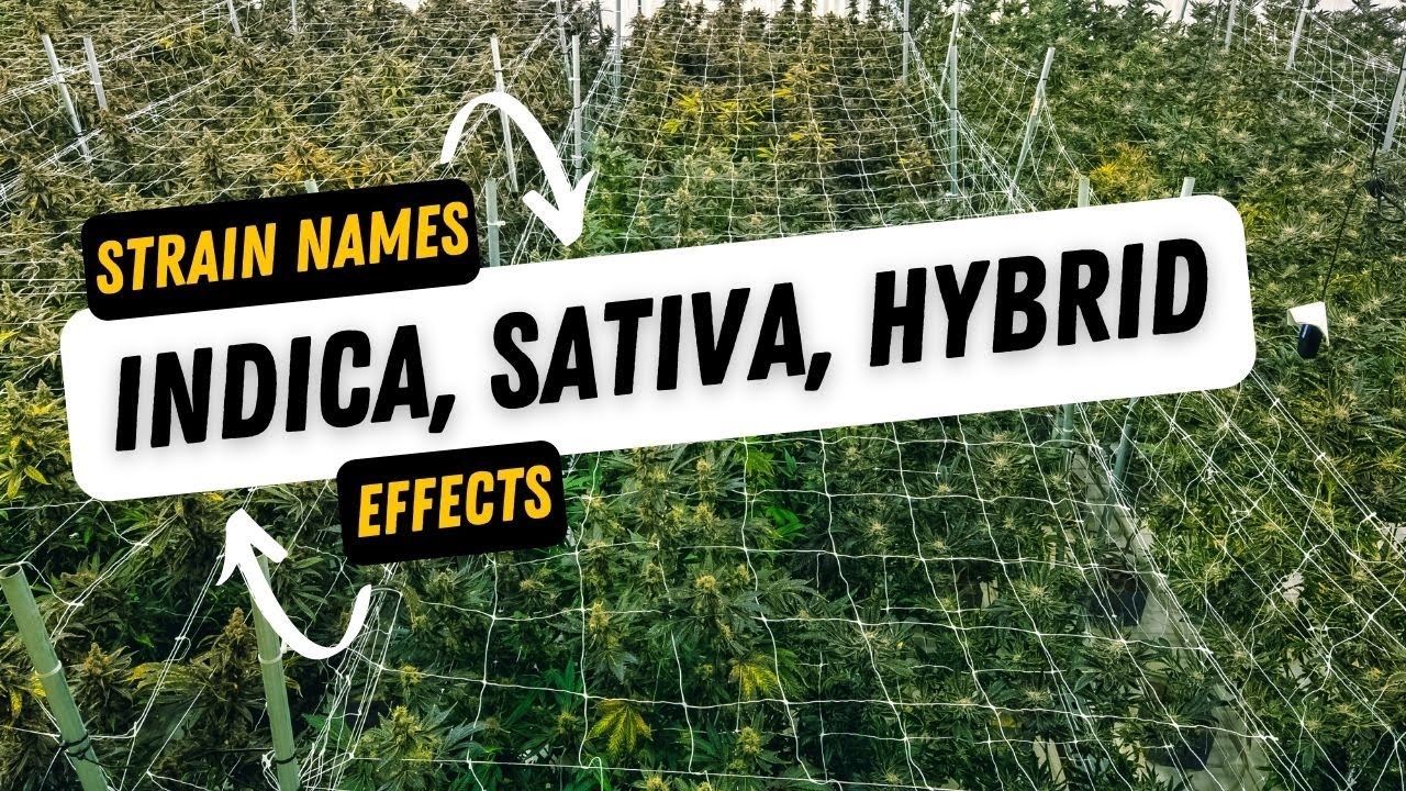 Indica, Sativa, and Hybrids - What they REALLY mean!