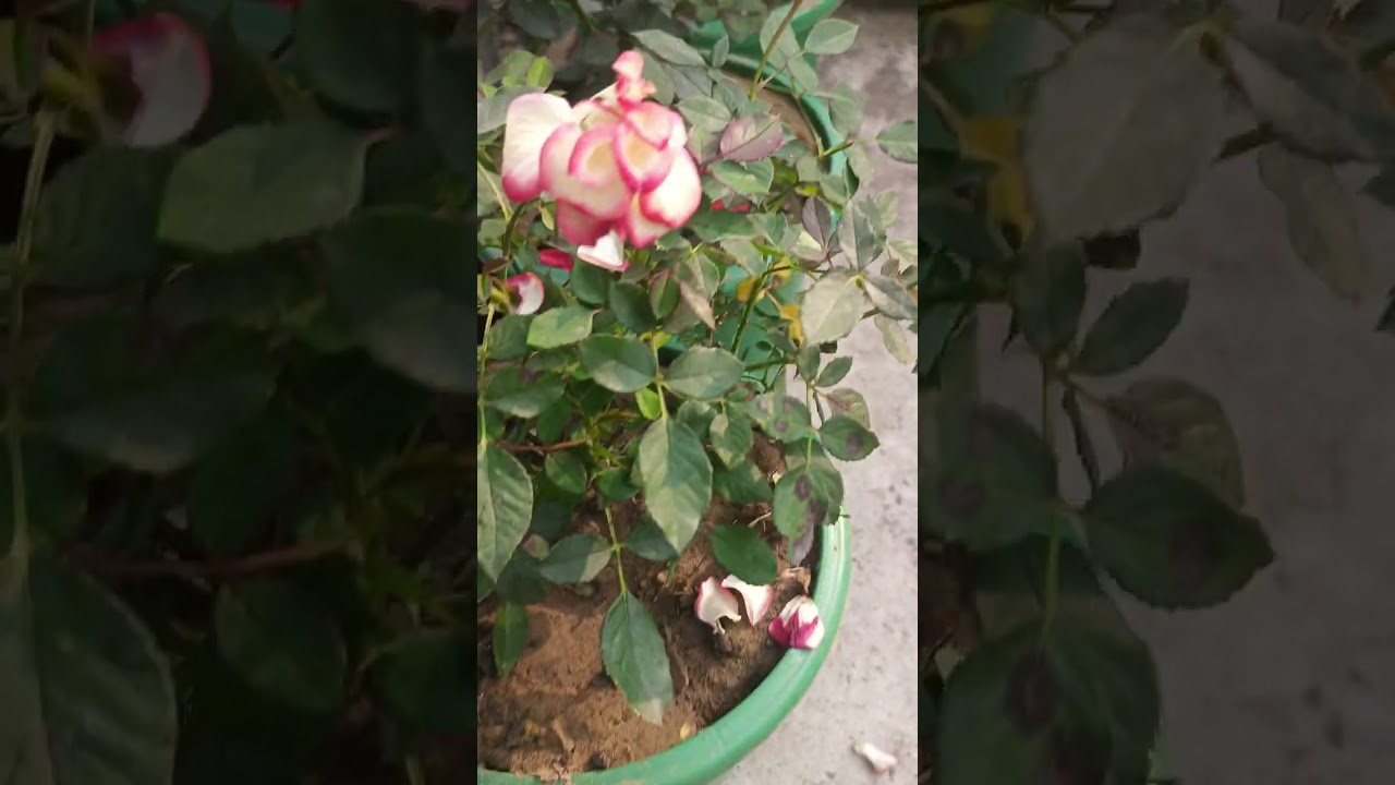 Goutam Dada der bari te kto rakomer gach 🥰🥰#viral #youtubevideo#vlog  @apuandmanasisuniquevlogs  