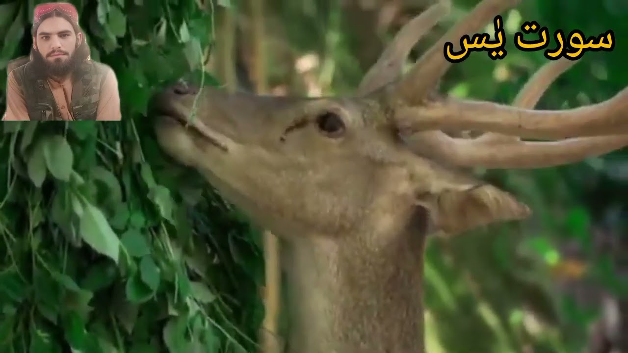 🤯🤲Tlawti klam pak dkkiskoon#foryou#duet#iclamic#trending#viralvideo#cute#zrorsono @QariMuhammadIlyas