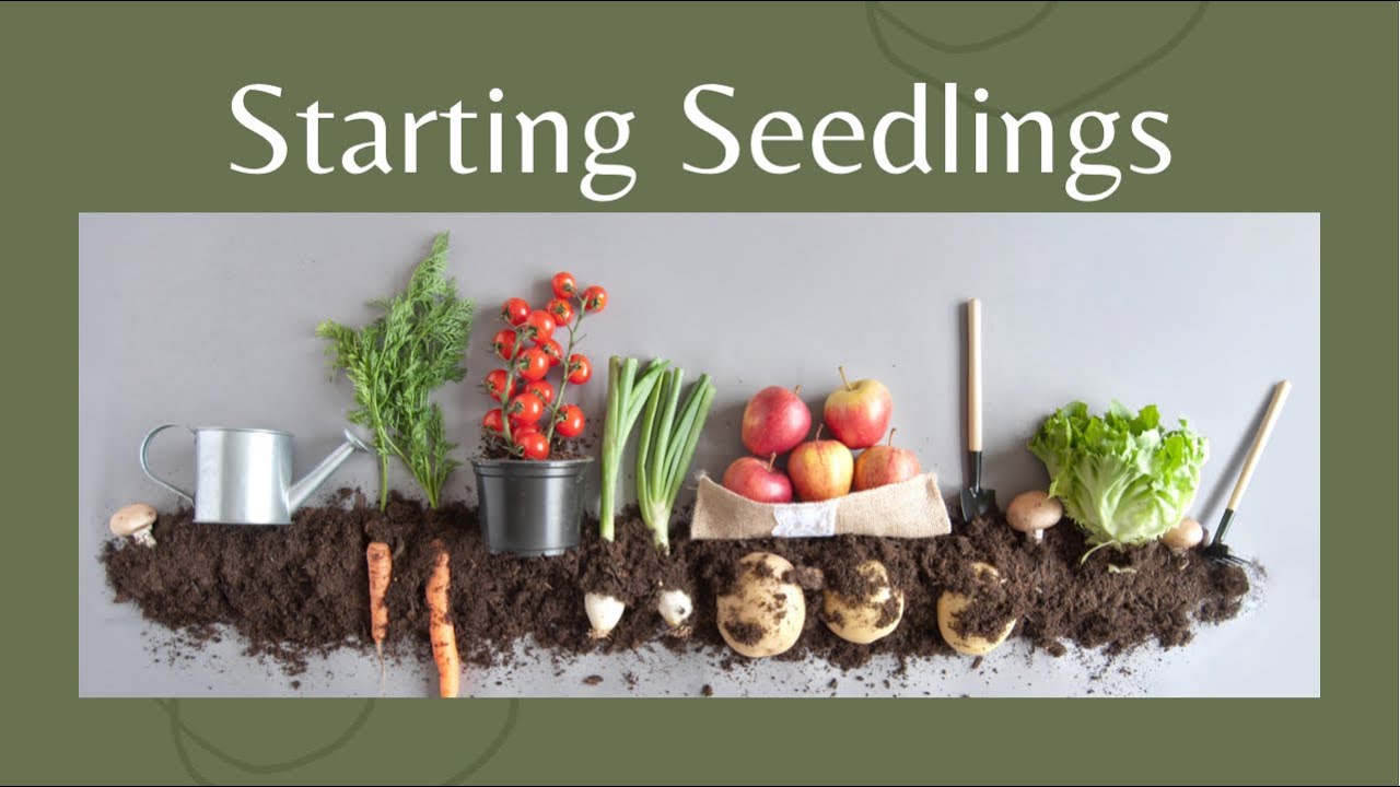 Starting Seedlings Indoors | Geothermal Rammed Earth Greenhouse Design Ep001