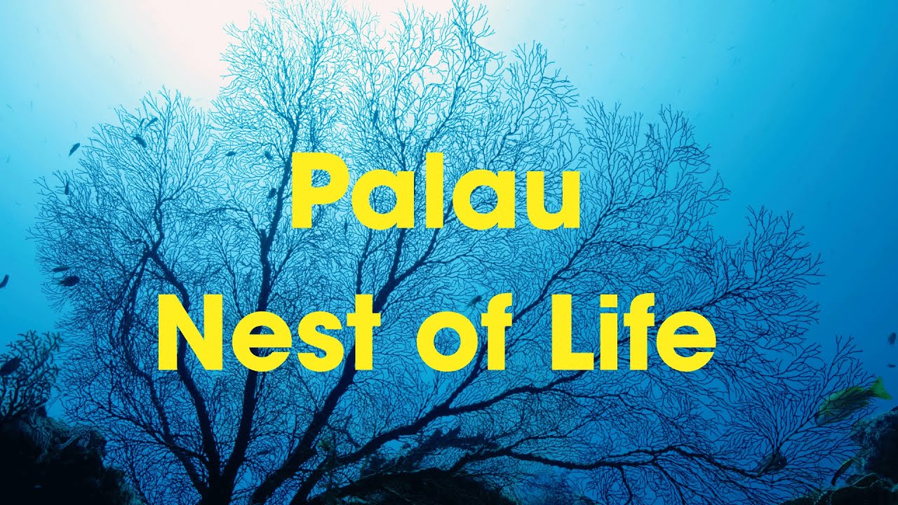 Palau - Nest of Life