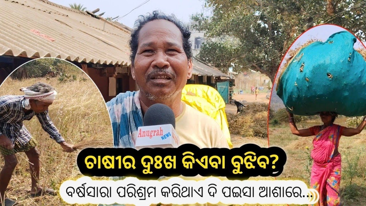 କେବେ ହେବ ଦୂର ଚାଷୀଙ୍କ ସମସ୍ୟା?  ଚାଷୀ ବର୍ଷସାର ପରିଶ୍ରମ କରିଥାଏ ଦି ପଇସା ପାଇବା ଆଶାରେ : Farms issues 
