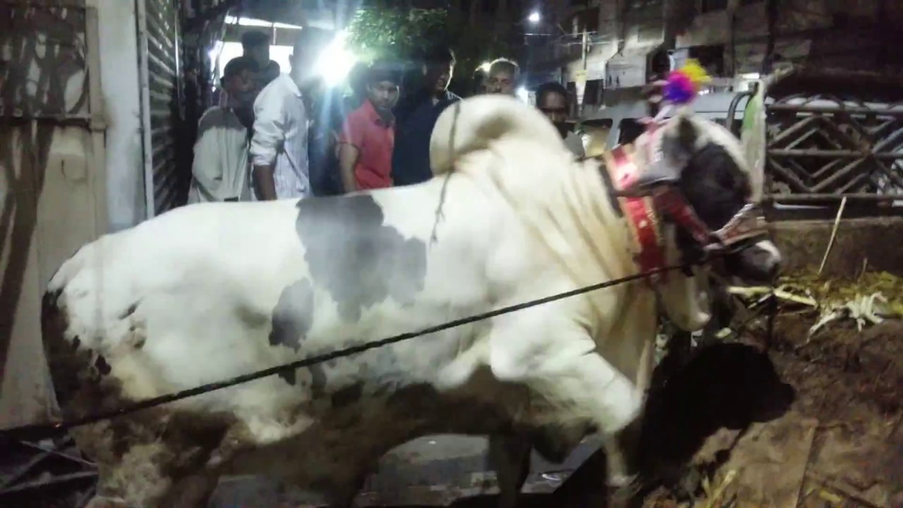 Angry bull ... iski laat agr kisi ko parh jaye tw kahan jaye??