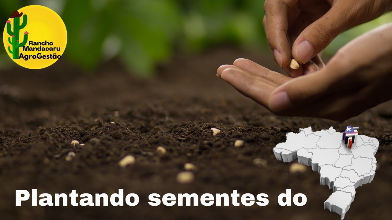 Plantio das sementes do Maranhão