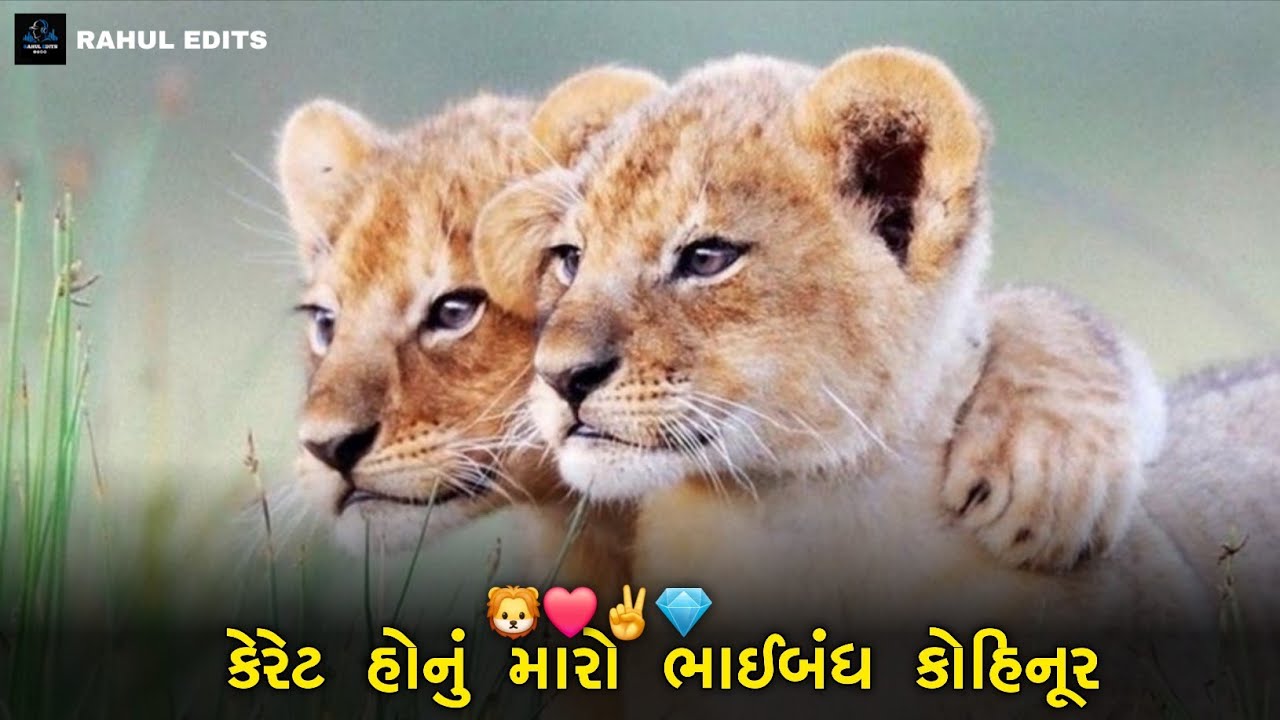 24 કેરેટ હોનું મારો ભાઈબંધ કોહિનૂર 💎 | Gujarati remix song  @RahulEdlis 