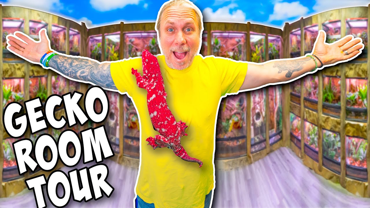 Cage By Cage New Gecko Room Tour!
