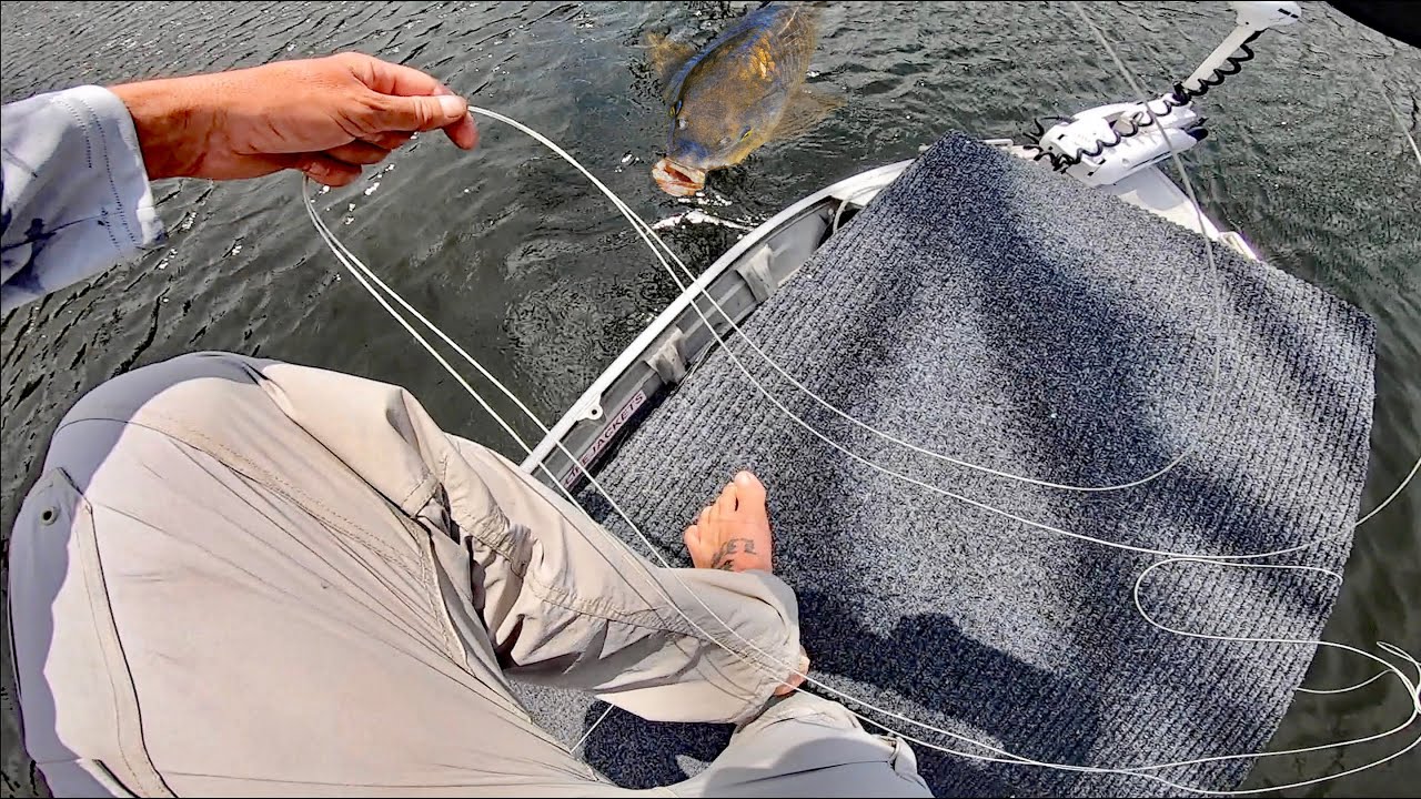 EUROPEAN CARP ON FLY.