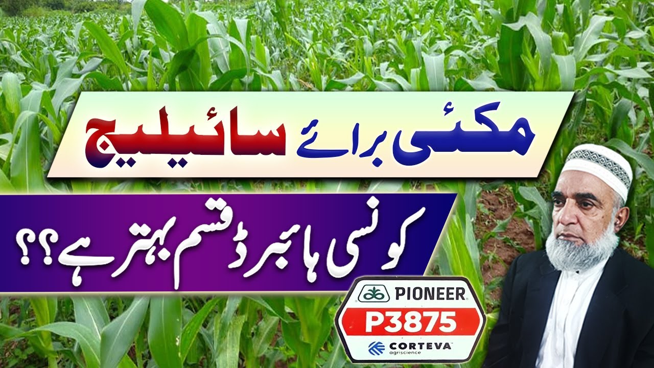 Which is best hybrid Maize variety for Silage purpose || Crop Reformer