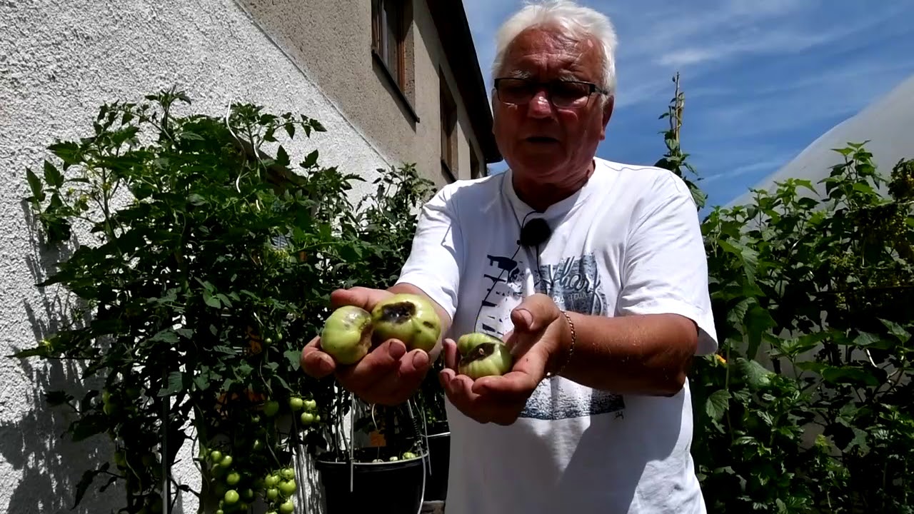 Ošetření proti černání rajčat