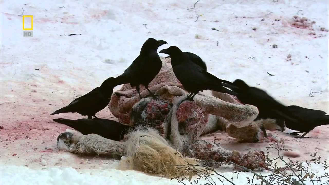 National Geographic Wild Russia Siberia HD Nature Documentary