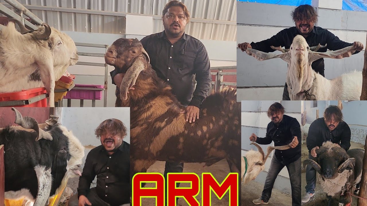 Oh Ho Oh Ho | Rehman Mistry Ne Kholdiye Saare Patte | The Most Beautiful Goat Collection Of ARM.