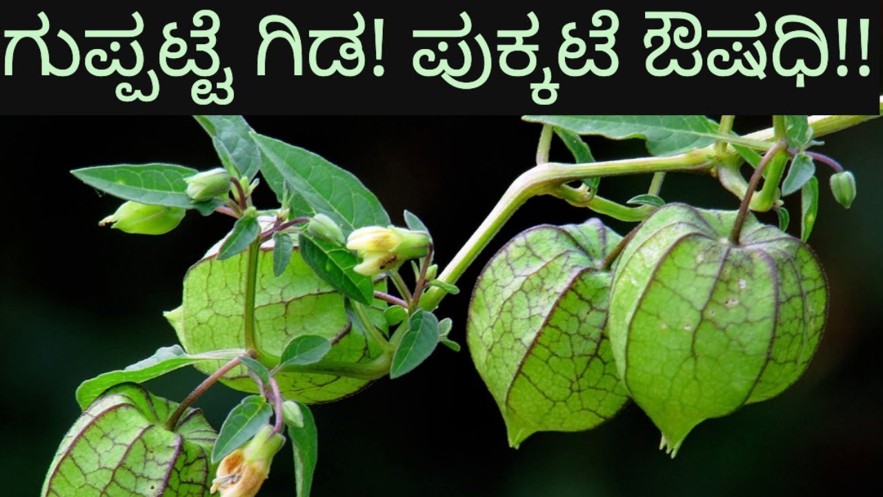 ಖಾಯಿಲೆಗೆ ಪುಕ್ಕಟೆ ಔಷಧಿ; ಗುಪ್ಪಟ್ಟೆ ಗಿಡ!/Physalis angulta/Wild Cape Gooseberry #nativenest 