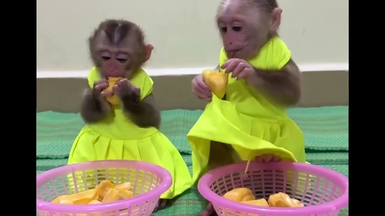 Funny Monkey Videos ep6#cat #monkeysr #cute #dance #catvideo 