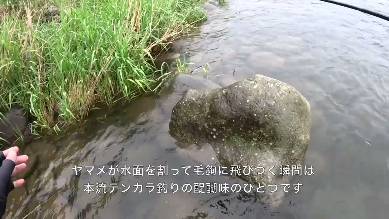 本流テンカラでのヤマメ釣りが面白い理由。