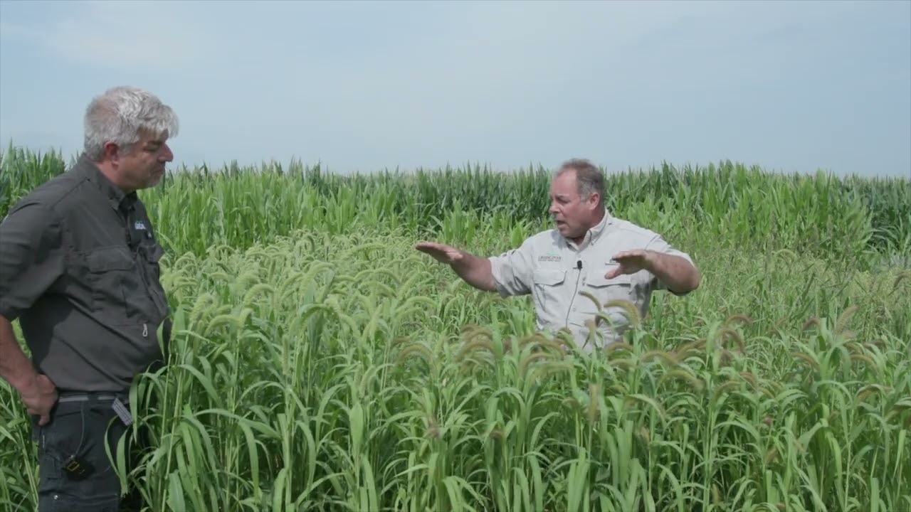 Foxtail Millet