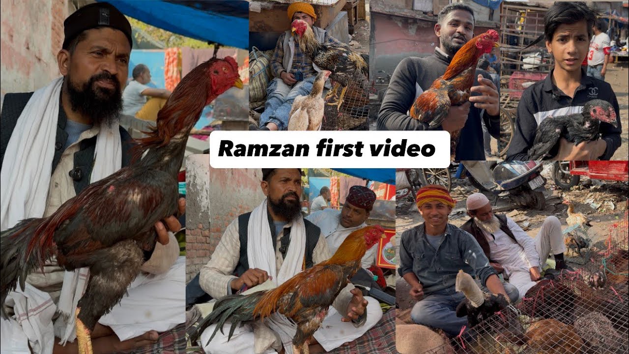 Jama Masjid Murga Mandi delhi Top quality AK Aseel Pets Wht..no..9717857592 