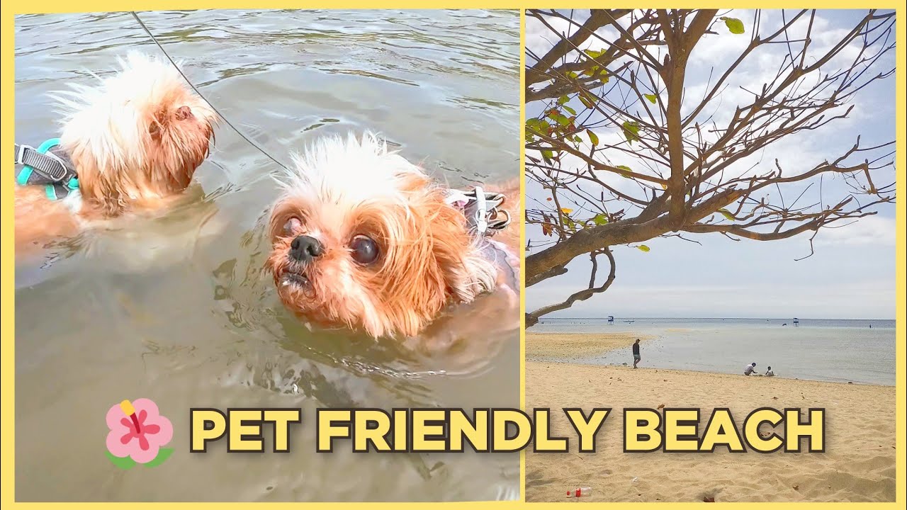 PET FRIENDLY CAMPING BEACH / Manuel Uy Beach