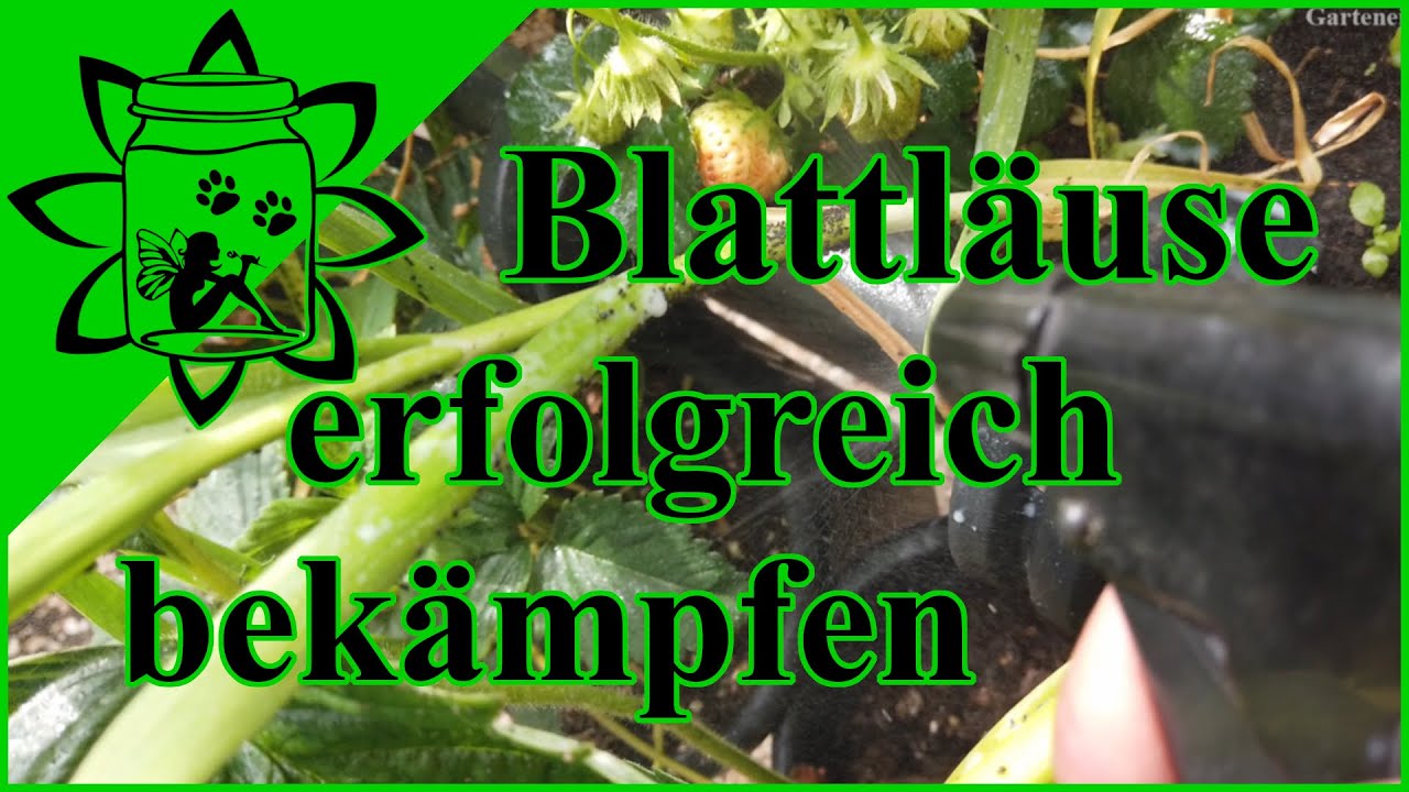 Blattläuse bekämpfen | Hausmittel gegen Blattläuse | Test Blattläuse mit Milch bekämpfen | Schädling