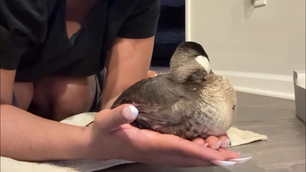 I don’t know what this means but I saved a little duckyyy 😇🫶🏾
