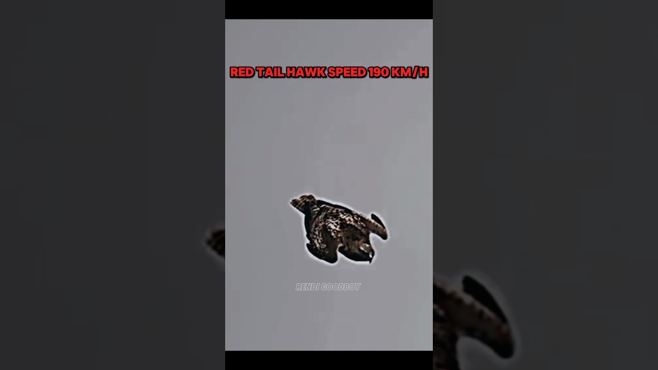 the fastest creature in the sky #trending #birds #goldeneagle #baldeagle #peregrinefalcon #hawk #fyp