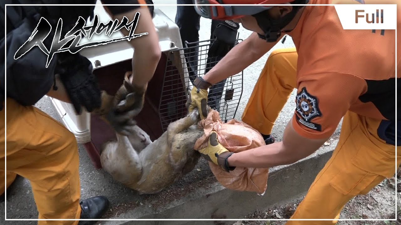 사선에서 - 만능 소방관에 도전하다