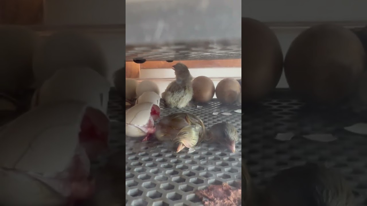 Helping chickens hatch