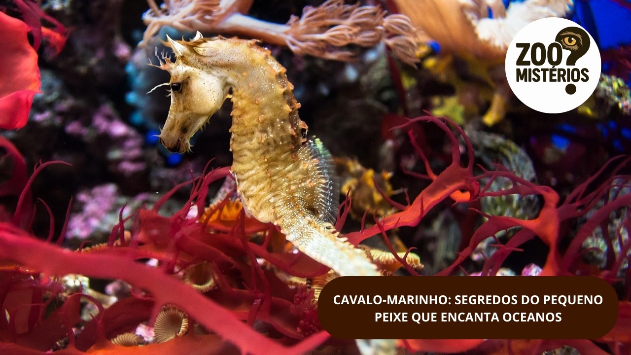 CAVALO-MARINHO: SEGREDOS DO PEQUENO PEIXE QUE ENCANTA OCEANOS