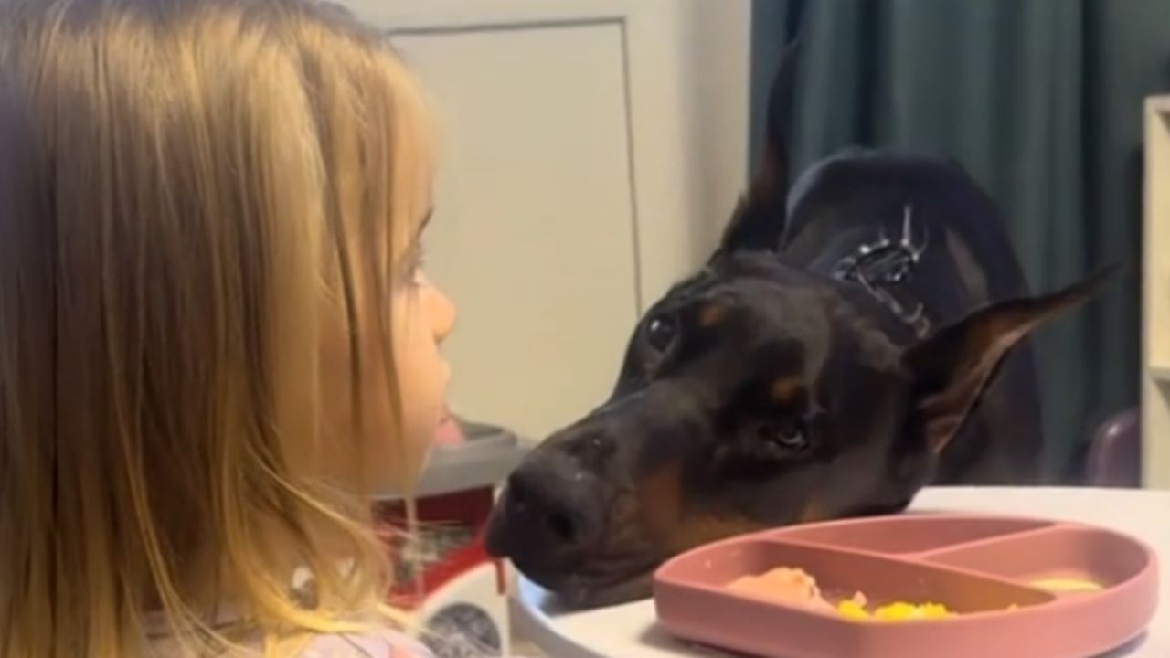 The Doberman Nobody Wanted Saved a Baby’s Life (True Story) | The Dog Lovers | #dog #pets