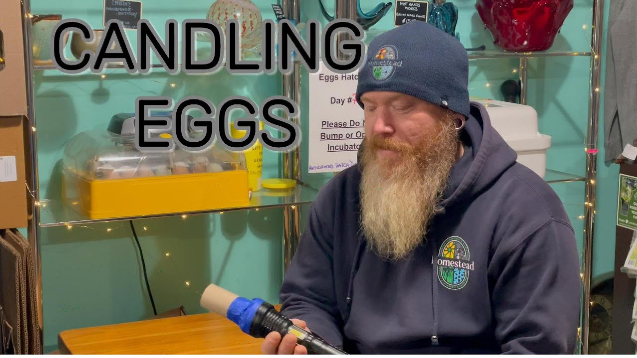 ADDING TO OUR FLOCK/HATCHING EGGS/DAY 7 CANDLING