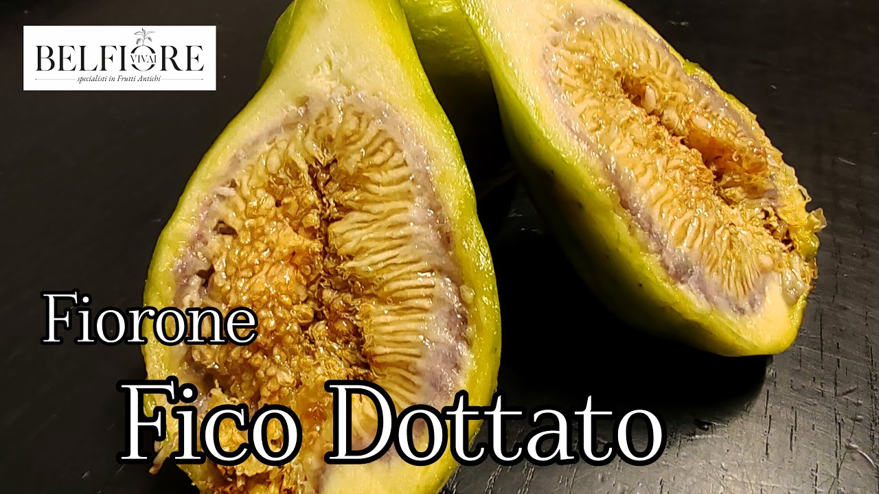 Il Dottato: uno dei fichi più pregiati, ecco il suo fiorone!