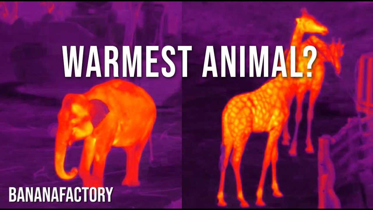 Animals on thermal camera. Every animal has a different temperature!