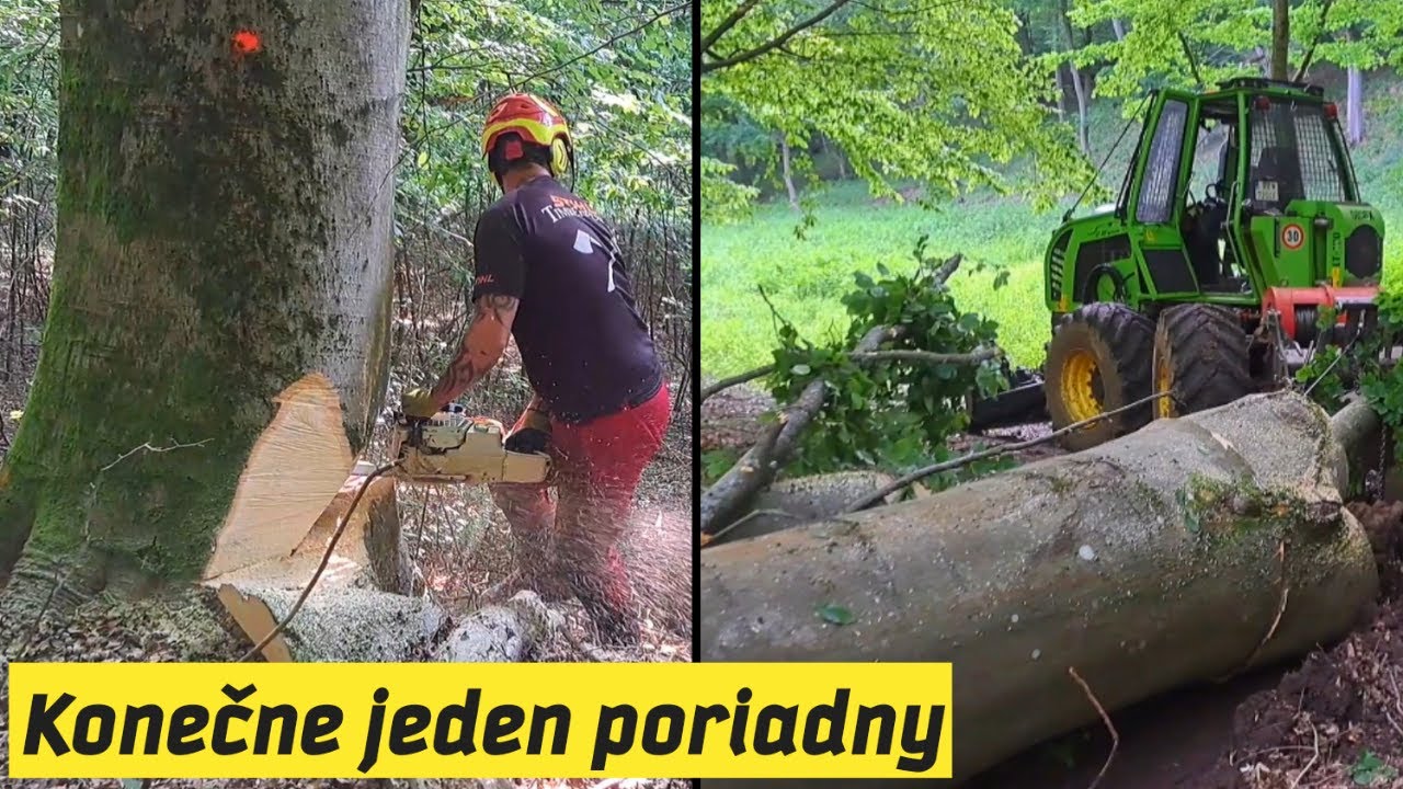 Ťažba najhrubšieho buka v poraste, Stihl ms 500i, Amles, Orvex LT 100H, Forestwork, Big tree,felling