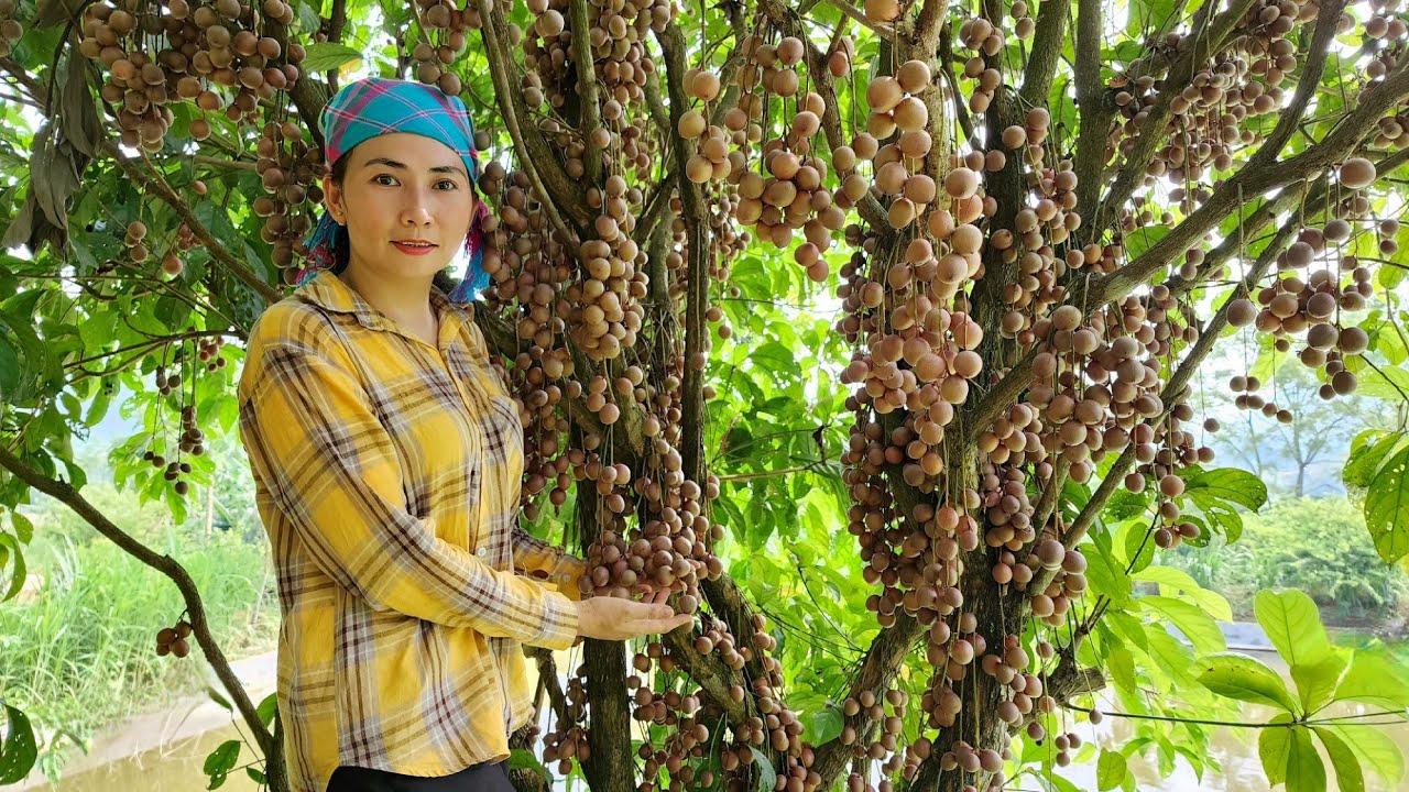 Harvesting Fireballs Fruit goes to the market sell - Corn Harvest -  Nguyễn Thị Bình