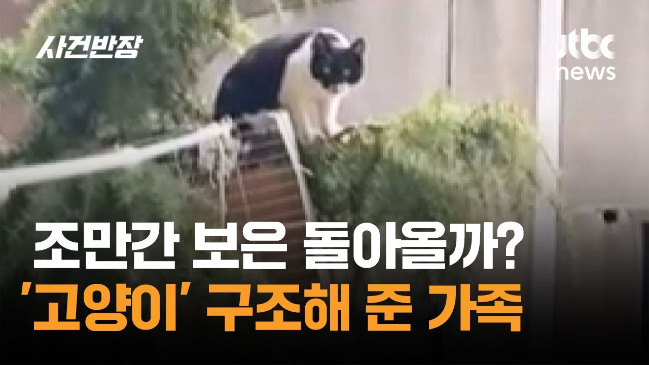 조만간 보은 돌아올까? 나무 위 '고양이' 구조해 준 가족 #글로벌픽 / JTBC 사건반장
