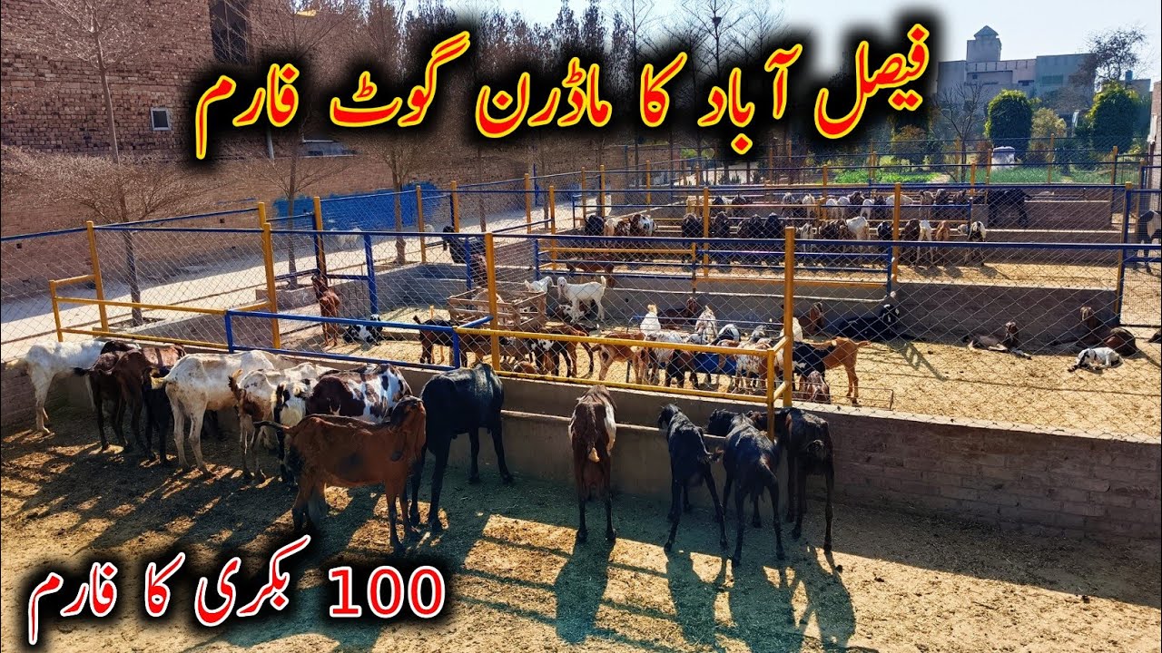 OutClass Modern Goat Farming Setup In Faislabad - Modern Goat Farming In Pakistan