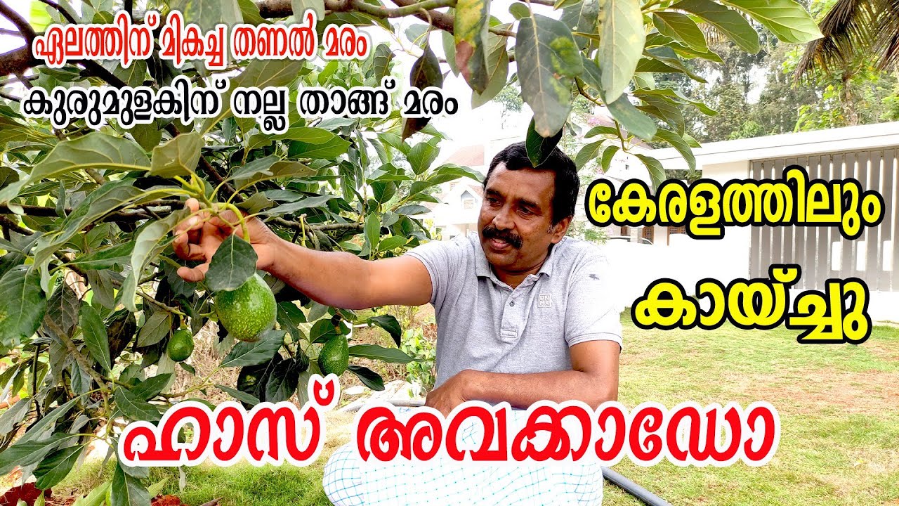 ഹാസ് അവക്കാഡോ ഇടുക്കിയിൽ | ക്യാൻസറിനെ വരെ പ്രധിരോധിക്കു൦ അത്ഭുത പഴ൦ | HASS AVOCADO FARMING MALAYALAM