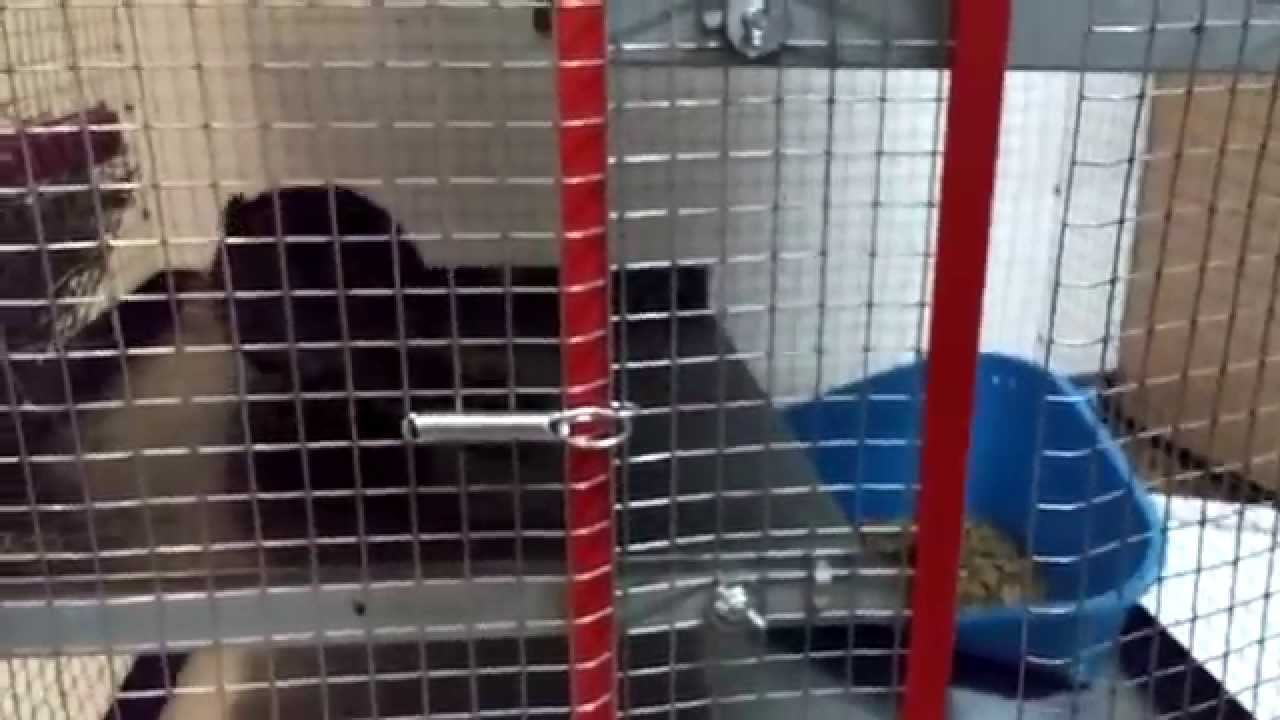 cincillà cambio gabbia, chinchilla big cage, gabbia grande cincillà la plata