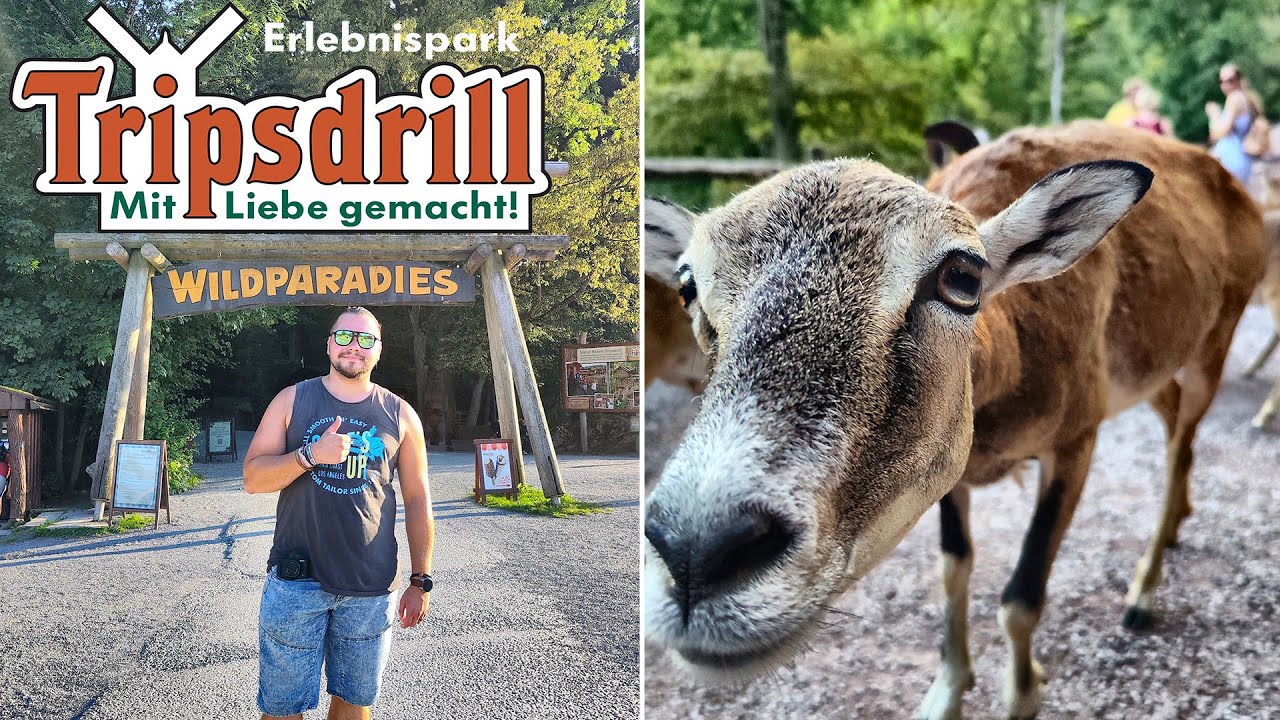 Tripsdrill Wildparadies Vlog August 2023🐐​🦝​|😲​​​​REH BEDANKT SICH😅​​| Tripsdrill Cleebronn