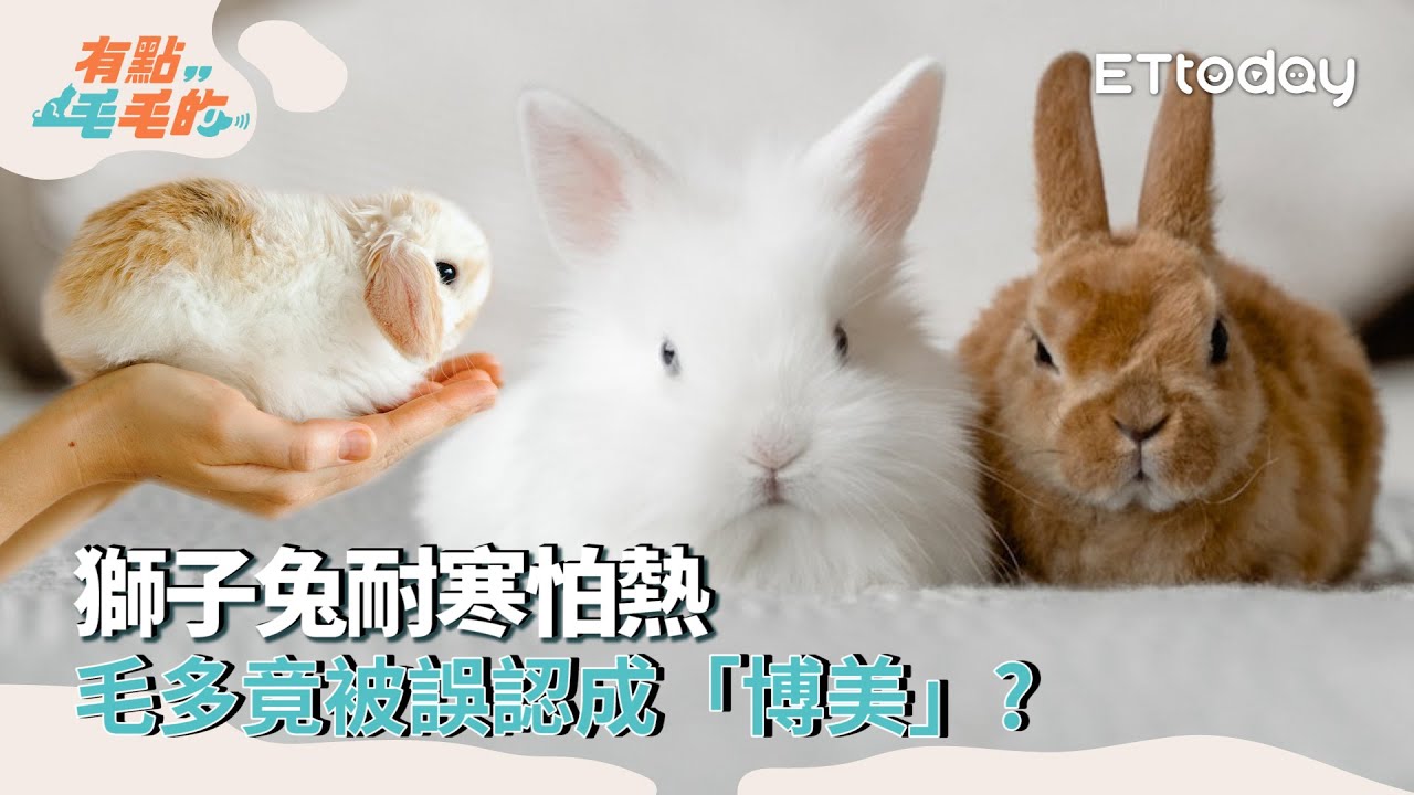 【欸這可以養嗎】行走的棉花糖！獅子兔耐寒怕熱 毛多竟被誤認成「博美」？｜有點毛毛的 ｜ETtoday寵物雲