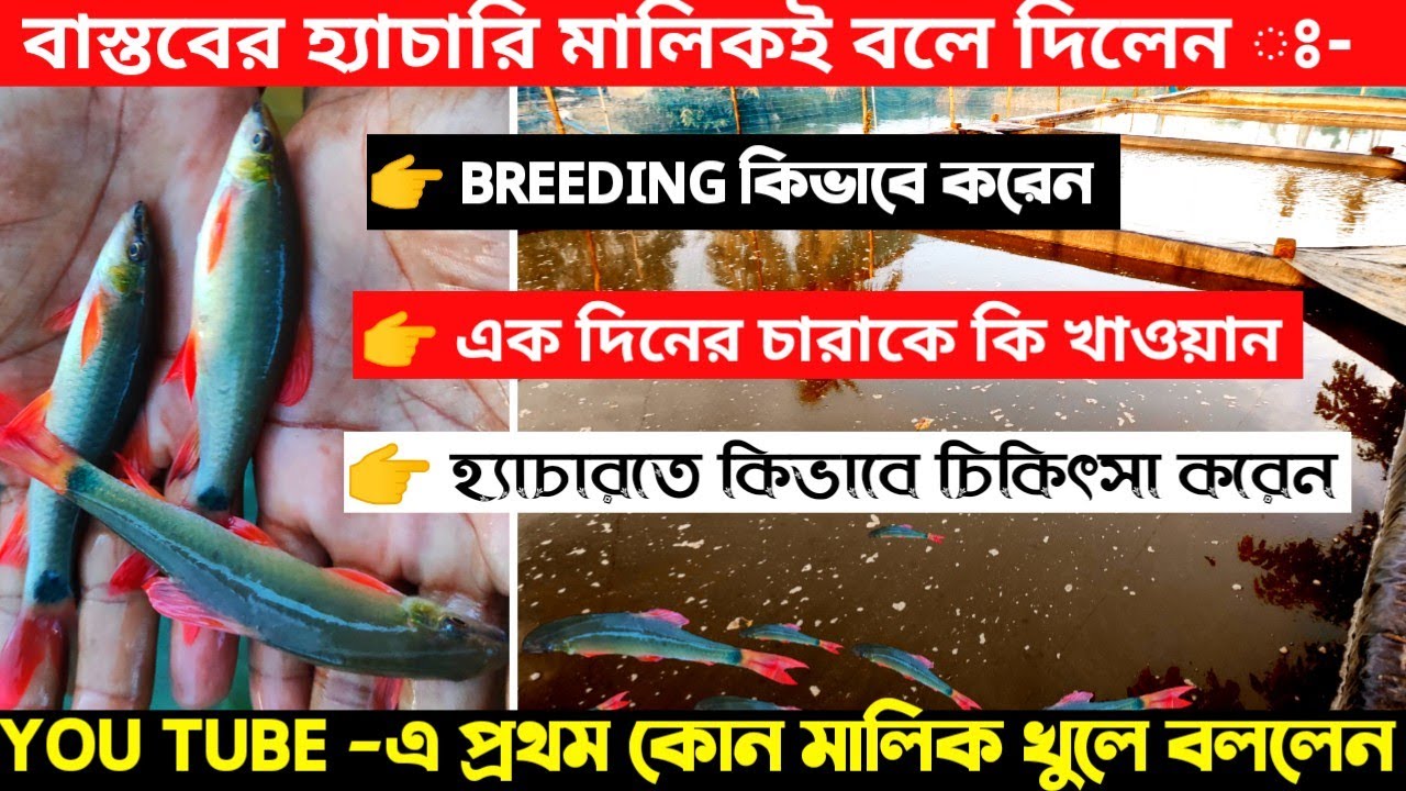 প্যাকটিক্যাল অভিঞ্জতা দিয়ে কোটি কোটি মাছের চারা কিভাবে  তৈরি করেছেন দেখুন  //  FISH BREEDING
