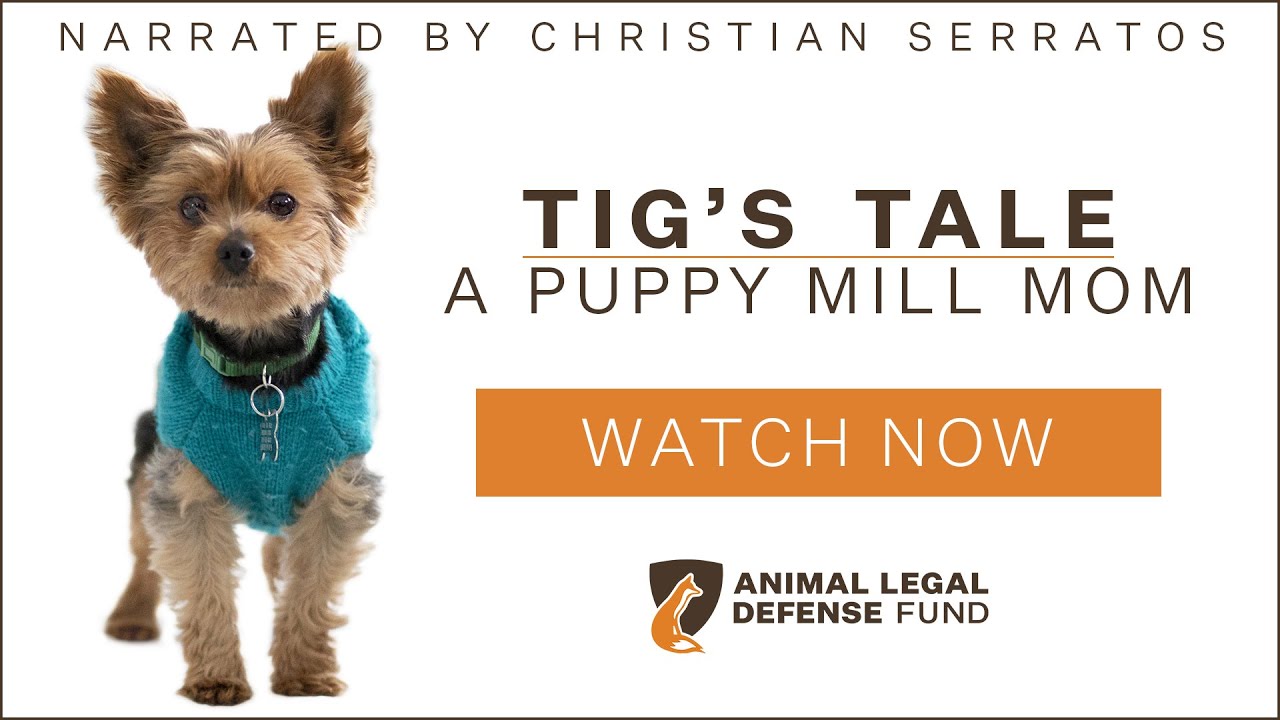 Tig’s Tale: A Puppy Mill Mom