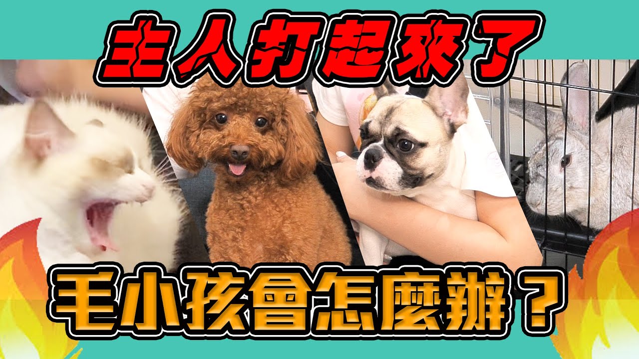 一豬小公主｜主人打起來了 毛小孩會怎麼辦？