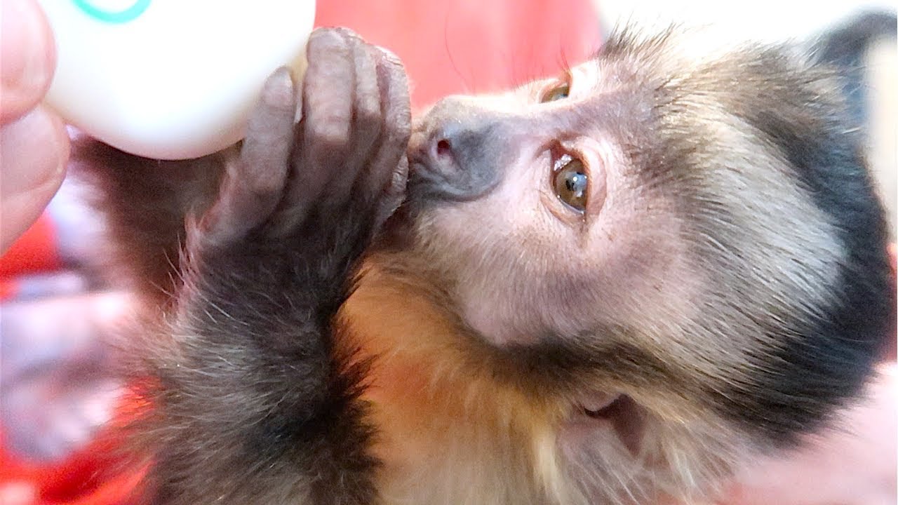 CUTE Baby Monkey Enjoys YUMMY Bottle!