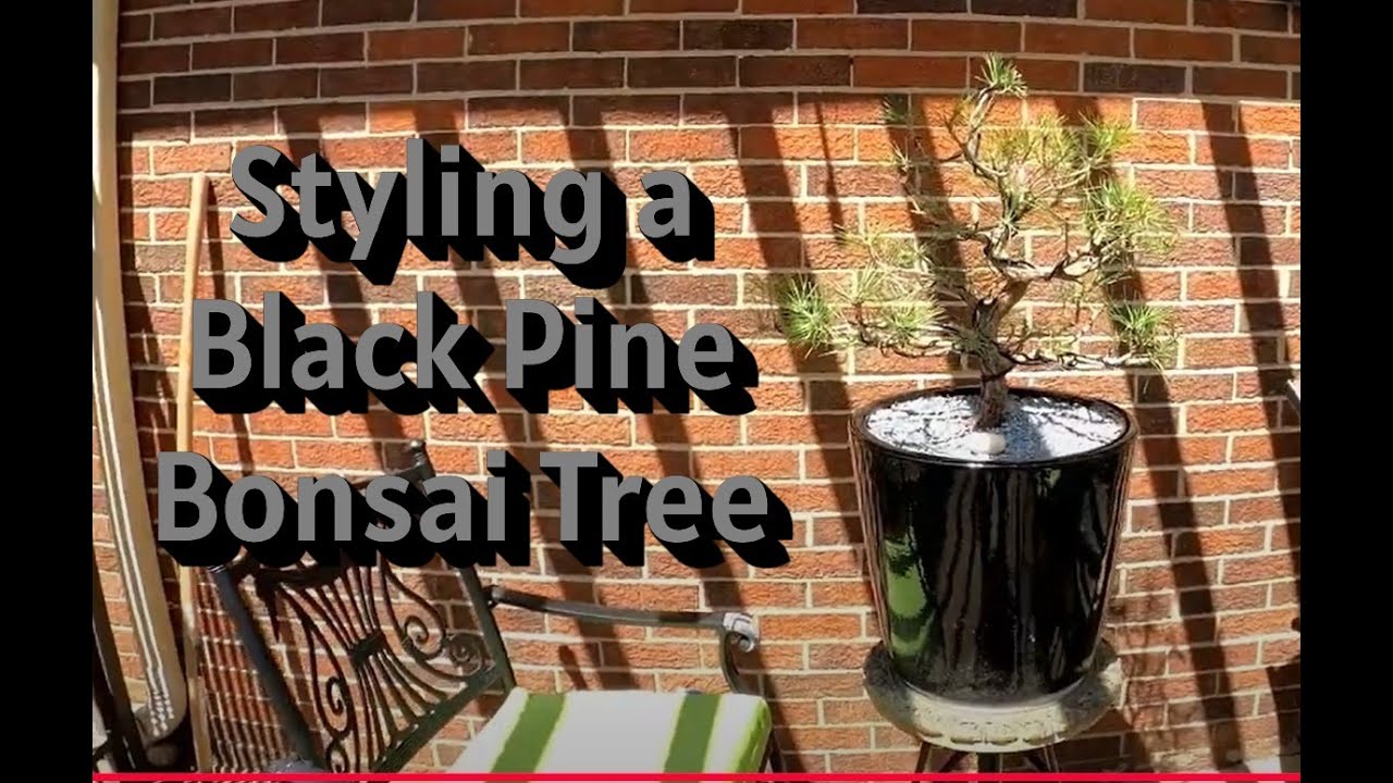 Black Pine bonsai styling