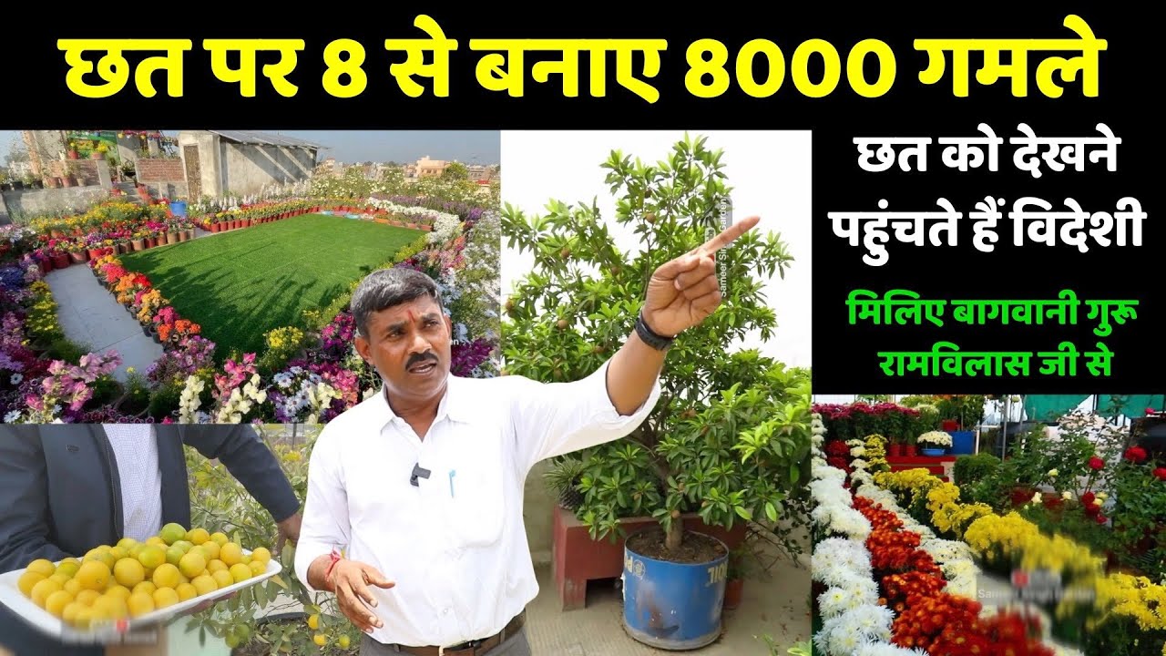 छत पर 8 गमलों से बनाये 8000 🥰 गार्डनिंग गुरु रामविलास से सीखिए गार्डनिंग के टिप्स || Unique Farming