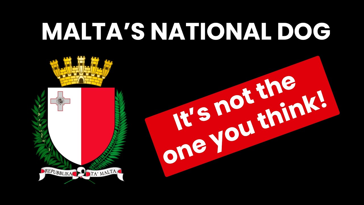 Malta's national dog (its not the one you think!)