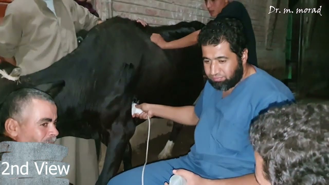 Normal Reticulum and heart sonar in cow | Dr. M. Morad | سونار لبقرة سليمة د. محمد مراد