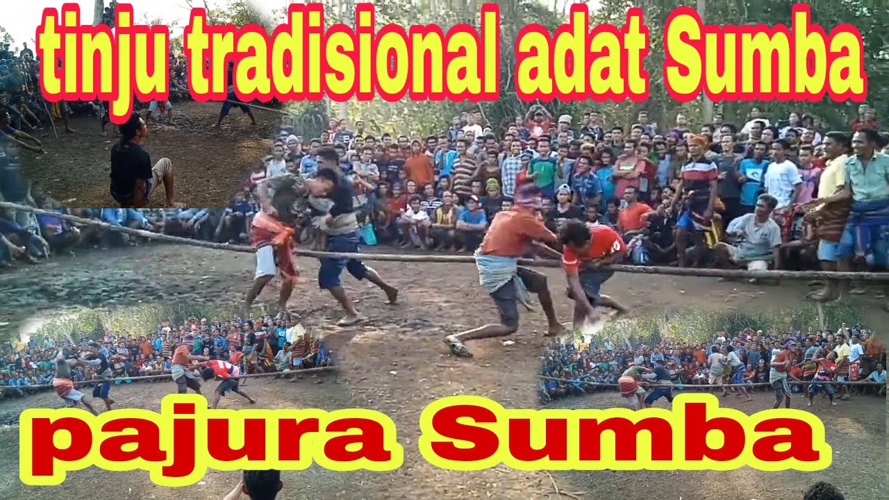 BUDAYA SUMBA || tinju tradisional sumba kodi pajura di iringi musik tradisional Sumba barat daya